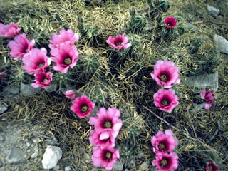 Echinocereus enneacanthus var. enneacanthus (Pitaya)
