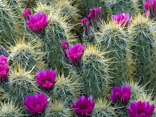 Echinocereus engelmannii (Engelmann's hedgehog cactus)