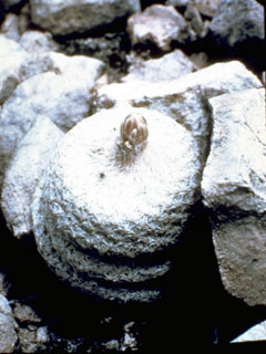 Epithelantha bokei (Pingpong ball cactus)