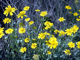 Amblyolepis setigera (Huisache daisy)