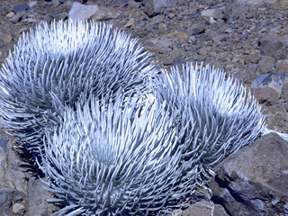 Argyroxiphium sandwicense (Hawai'i silversword)