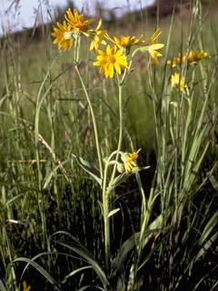 Arnica angustifolia (Narrowleaf arnica)