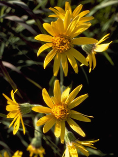 Arnica angustifolia ssp. angustifolia (Narrowleaf arnica)