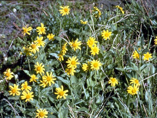 Arnica latifolia (Broadleaf arnica)