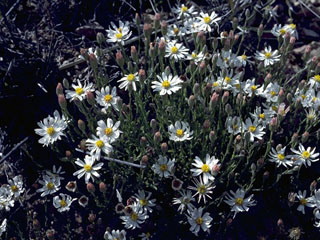 Symphyotrichum chilense (Pacific aster)