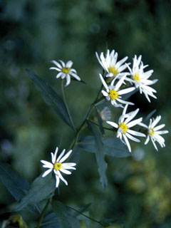 Symphyotrichum foliaceum (Alpine leafy-bract aster)
