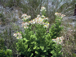 Oclemena reticulata (Pine barren whitetop aster)