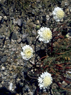 Chaenactis carphoclinia (Pebble pincushion)