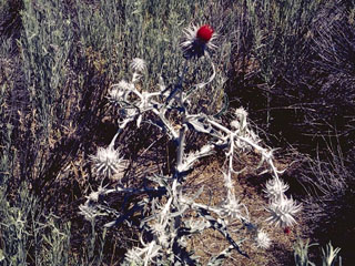 Cirsium mohavense (Mojave thistle)