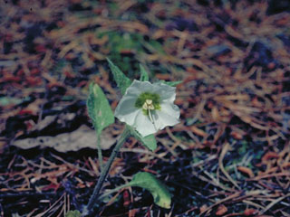 Leucophysalis grandiflora (Large false groundcherry)