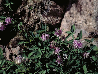 Trifolium kingii (King's clover)