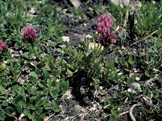 Trifolium parryi (Parry's clover)