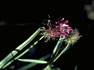Trifolium willdenovii (Tomcat clover)