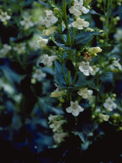 Penstemon pratensis (Western whiteflower penstemon)