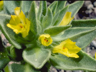 Mohavea breviflora (Golden desert-snapdragon)
