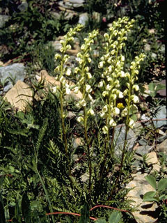 Pedicularis contorta (Coiled lousewort)