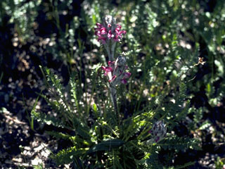 Pedicularis cystopteridifolia (Fernleaved pedicularis)