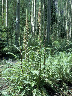 Pedicularis procera (Giant lousewort)