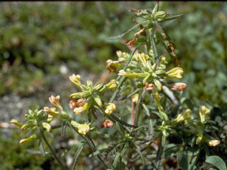 Pedicularis labradorica (Labrador lousewort)