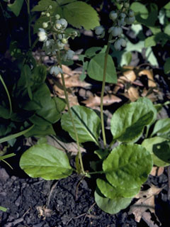 Pyrola elliptica (Waxflower shinleaf)