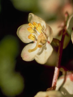 Pyrola grandiflora (Large-flowered wintergreen)