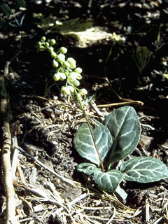 Pyrola picta (White-veined wintergreen)