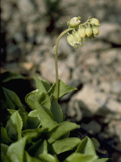 Orthilia secunda (Sidebells wintergreen)