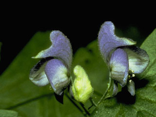 Aconitum noveboracense (Northern blue monkshood)