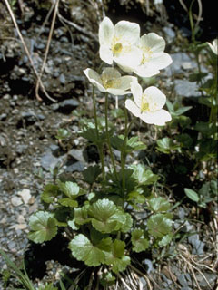 Anemone parviflora (Smallflowered anemone)