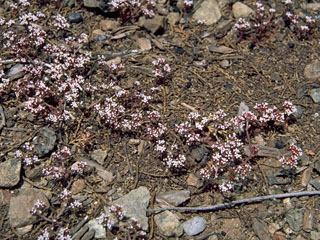 Chorizanthe fimbriata (Fringed spineflower)