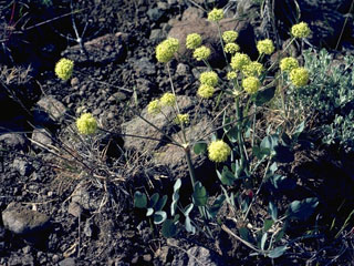 Lomatium nudicaule (Barestem biscuitroot)