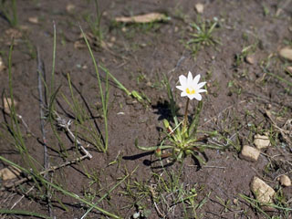 Lewisia nevadensis (Nevada lewisia)