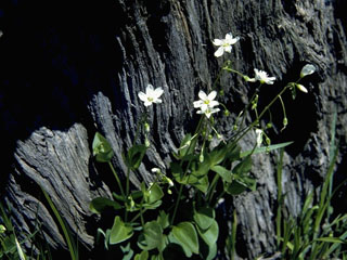 Montia chamissoi (Water minerslettuce)