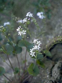 Claytonia cordifolia (Heartleaf springbeauty)