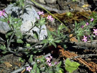 Eriastrum brandegeeae (Brandegee's woollystar)