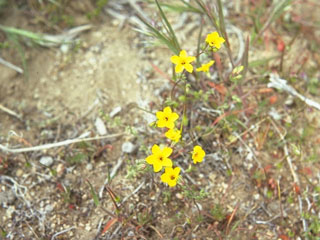 Linanthus filiformis (Yellow gilia)