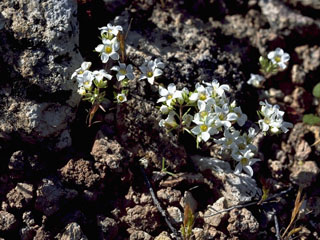 Linanthus demissus (Desertsnow)