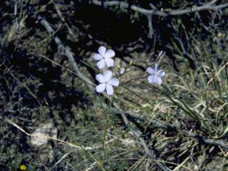 Linanthus dichotomus (Eveningsnow)