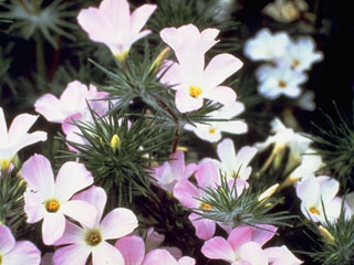 Leptosiphon grandiflorus (Largeflower linanthus)