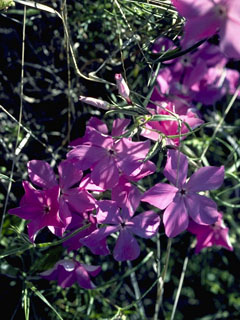 Phlox drummondii ssp. drummondii (Annual phlox)