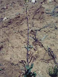 Streptanthus cordatus (Heartleaf twistflower)