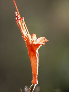 Epilobium canum ssp. angustifolium (Hummingbird trumpet)