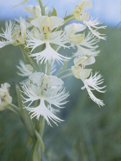 Platanthera praeclara (Great plains white fringed orchid)