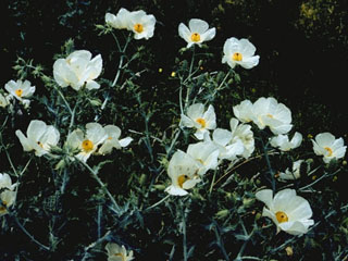Argemone albiflora (Bluestem pricklypoppy)