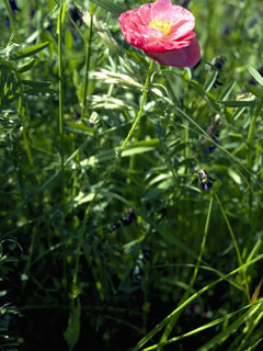 Papaver californicum (Western poppy)