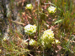 Castilleja ambigua ssp. ambigua (Johnny-nip)