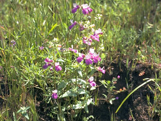Collinsia heterophylla (Purple chinese houses)