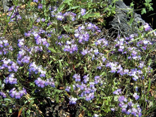 Collinsia sparsiflora (Spinster's blue eyed mary)
