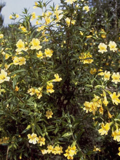 Mimulus brevipes (Widethroat yellow monkeyflower)
