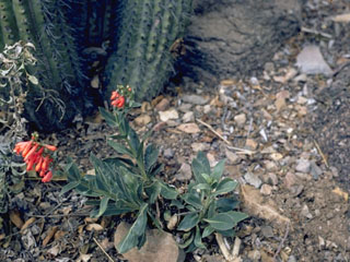 Diplacus parviflorus (Island bush monkeyflower)